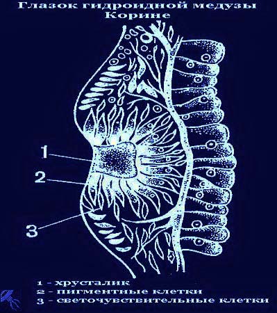 Hydroid medúza - a szerkezet a test és az életmód