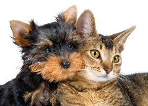 Rasele hipoalergenice de pisici și câini sunt regulile pentru alegerea unui animal de companie