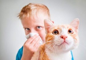 Гіпоалергенні породи кішок і собак правила вибору вихованця