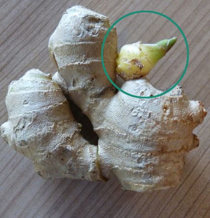 Ginger cresc acasă