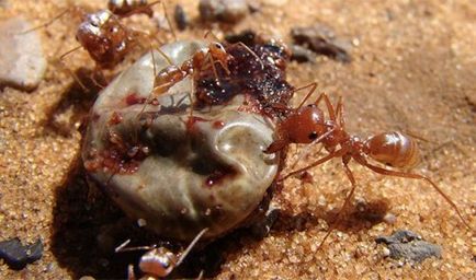 Interesante despre furnici