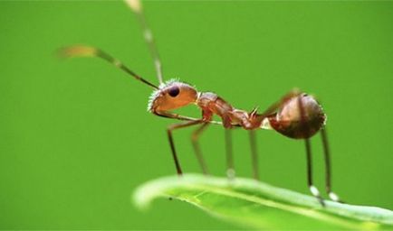Interesante despre furnici