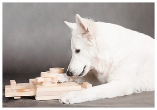 Iq іграшки - розвиваючі іграшки для собак