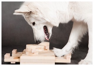 Iq játékok - oktató játékok kutyáknak