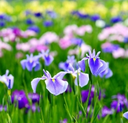 Irises aterizare și îngrijire olandeză