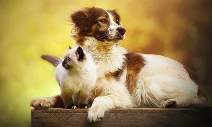 Історія про справжню дружбу між псом і кошеням