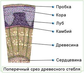 Testul final privind botanica