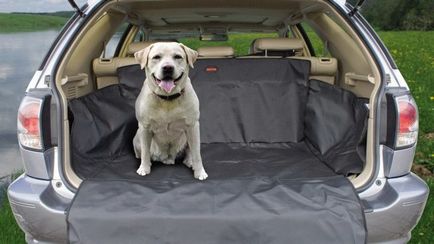Як їздити з собакою на машині, собаки та цуценята