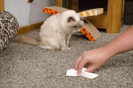 Cum și cum să elimini mirosul de urină de pisică din covor - o pisică în casă