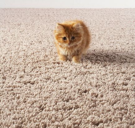 Cum și cum să elimini mirosul de urină de pisică din covor - o pisică în casă
