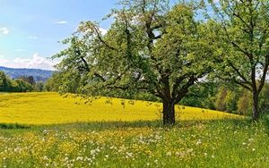 Які дерева можна папузі