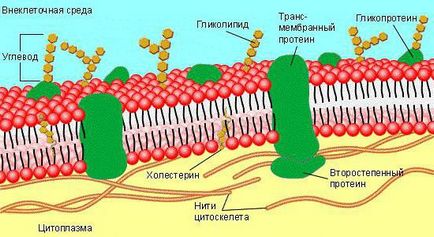 Ce funcții are membrana celulară exterioară asupra structurii membranei celulare externe