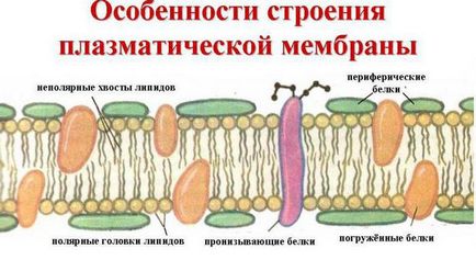 Ce funcții are membrana celulară exterioară asupra structurii membranei celulare externe