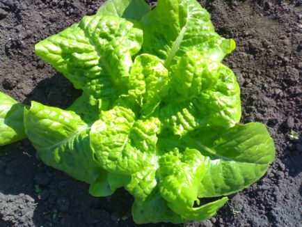 Які овочі можна вирощувати в тіні