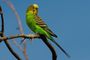 Ce ramuri pot da papagalii ondulați