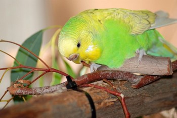 Які гілочки можна давати хвилястим папугам