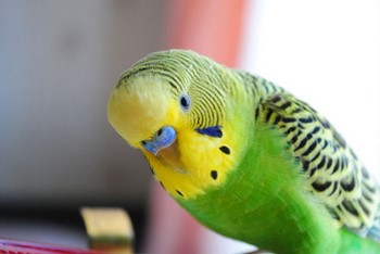 Які гілочки можна давати хвилястим папугам