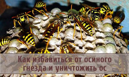 Як позбутися від осиного гнізда і знищити ос