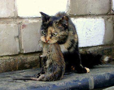Як кішки врятували блокадний Ленінград від нашестя щурів - хвостаті байки
