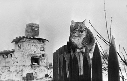 Macskák mentettek ki az ostromlott Leningrád invázió a patkányok - farkú kerékpárok