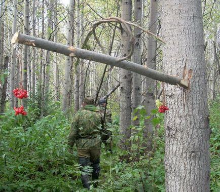 Як ловити тетеревів - полювання на тетерева на току