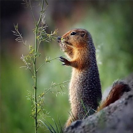 Cum să atrag marmot în creion pas cu pas