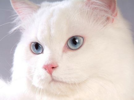 Як назвати білого кошеняти хлопчика або дівчинку - приклади кличок