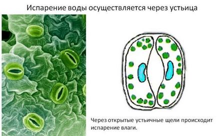 Mit jelent a párologtatóüzembe