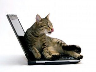 Як відучити кішку ходити по клавіатурі, поради