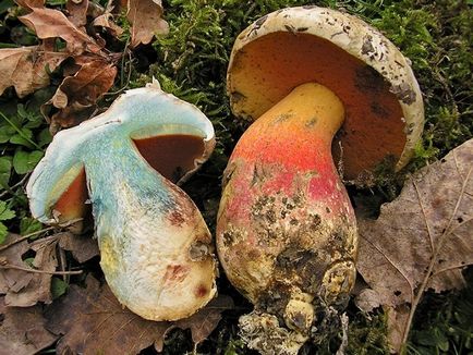 Який гриб на зрізі синіє в допомогу грибникам