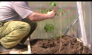 Як пересадити розсаду томатів (помідор) в теплицю або парник, все про помідори (томати) - відео,