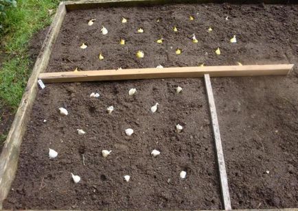 Cum să pregătească un pat pentru usturoi decât să fertilizeze un pat pentru plantarea usturoiului