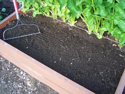 Cum să pregătească un pat pentru usturoi decât să fertilizeze un pat pentru plantarea usturoiului