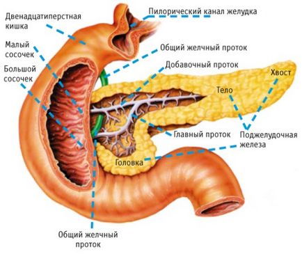 Pe măsură ce pancreasul se digeră și se regenerează pe pancreatită, necroză pancreatică și cancer
