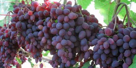 Як посадити і виростити виноград кишмиш у себе на ділянці