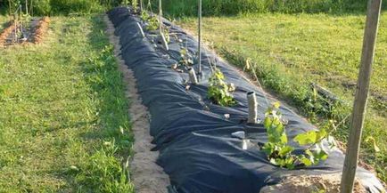 Cum să plantați și să cultivați struguri kishmish în zona dvs.