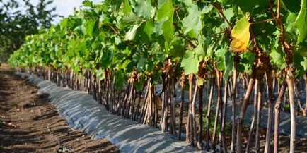 Як посадити і виростити виноград кишмиш у себе на ділянці