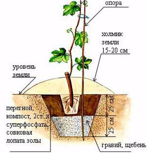 Як посадити і виростити виноград кишмиш у себе на ділянці