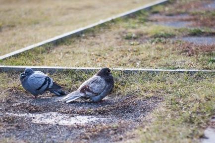 Як спіймати голуба своїми руками основні методи