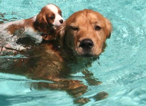 Як правильно купати собаку без наслідків для її здоров'я, в спб санкт-петербург