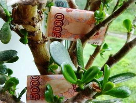 Як правильно посадити грошове дерево щоб водилися гроші