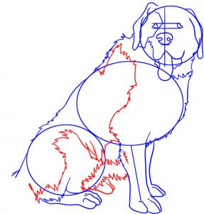 Cum să desenezi Sf. Bernard - Desen Animale