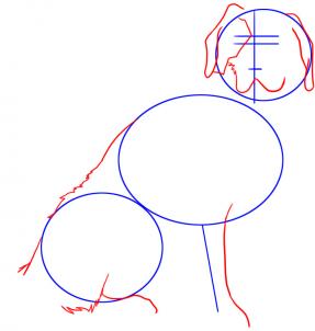 Cum să desenezi Sf. Bernard - Desen Animale