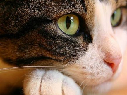 Cum să păstreze un pisoi britanic - cum să păstreze o pisică britanică - rase de pisici