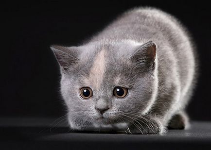 Як містити кошеня-британця - як утримувати британського кота - породи кішок