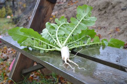 Cum să păstrăm Daikon pentru iarnă acasă, când să curățăm daikon și cum să-l păstrăm, femeie