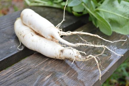 Cum să păstrăm Daikon pentru iarnă acasă, când să curățăm daikon și cum să-l păstrăm, femeie