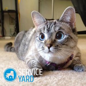 Як прибрати запах сечі кота з килима, serviceyard-затишок вашого будинку в ваших руках