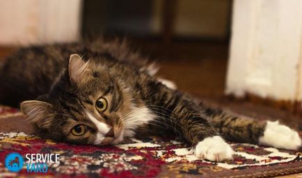 Як прибрати запах сечі кота з килима, serviceyard-затишок вашого будинку в ваших руках