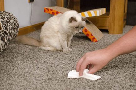 Як видалити запах котячої сечі з килима або одягу в домашніх умовах